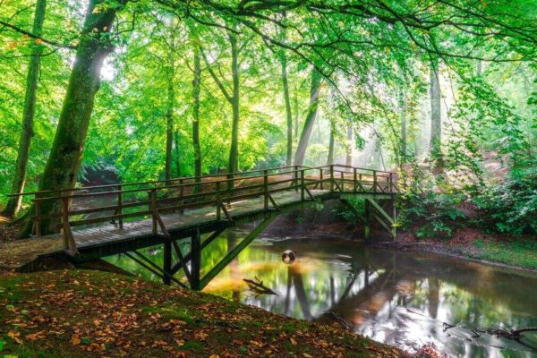 Sæbygaard Skov, Broen ved Skovlyst- Frederik Karlsen